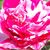 Rose-blanche - Rosiers lianes - Új termék